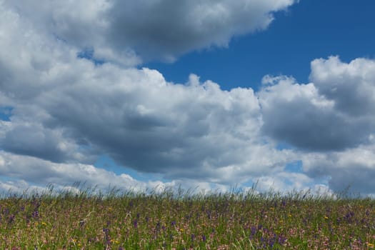 Meadow with horizon and cumulus clouds,landscape in spring