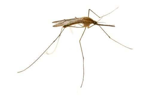 mosquito close-up on white background