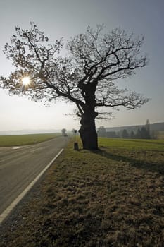 The border oak in Dudenhausen