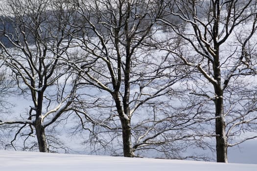 Three oaks in the snow