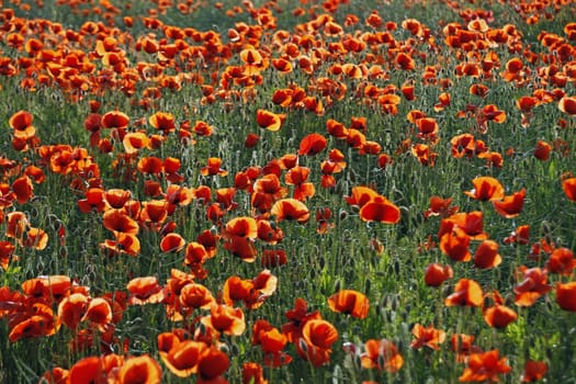 Poppy Field