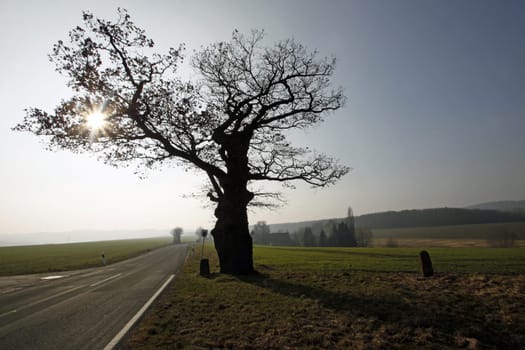 The border oak in Dudenhausen