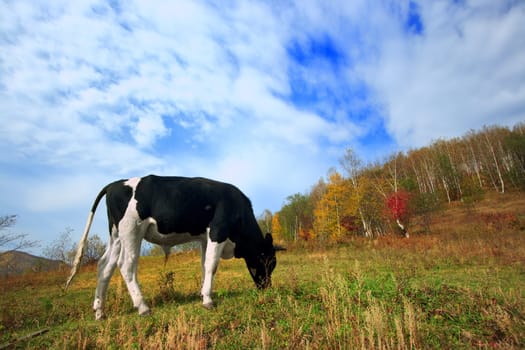 Bull near the forest at sunny day