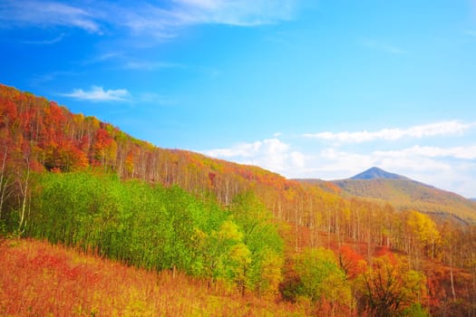 Colorful autumn forest with sunny sky