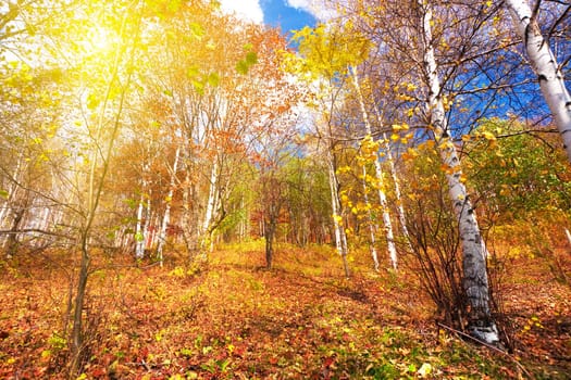 Colorful autumn forest with sunny sky