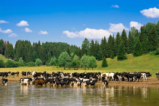 Rural landscape with herd of cows