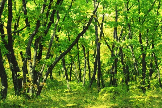 Thicket of the oak tree forest. Woodland scenery.