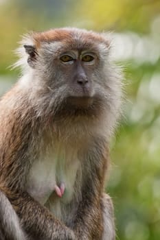 a small macaque monkey in penang malaysia