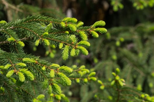 Fir branch with fresh shoots