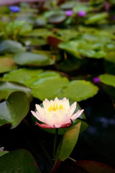 beautiful water lily in the garden pond