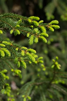 Fir branch with young shoots