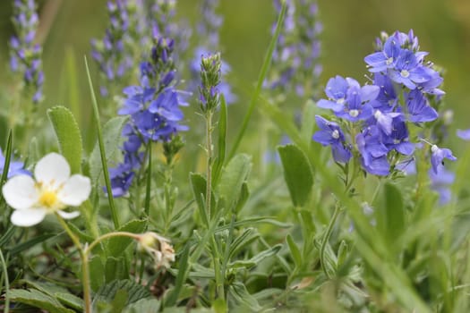 Grand Prize of Honour (Veronica teucrium)