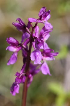 Stately orchid on the Dörnberg