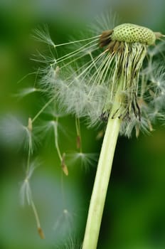 Dandelion