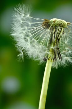Dandelion