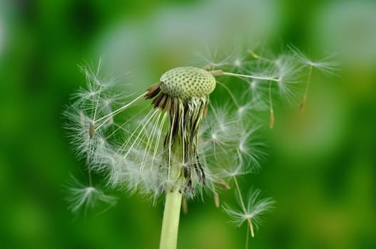 Dandelion