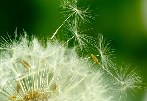 Dandelion