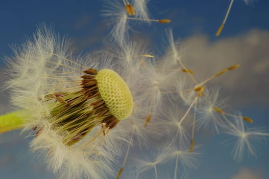 Dandelion