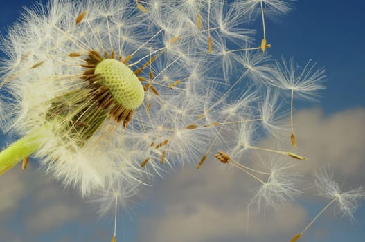 Dandelion