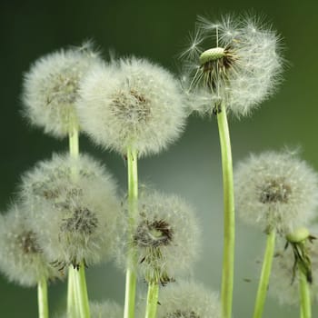 Dandelion meadow