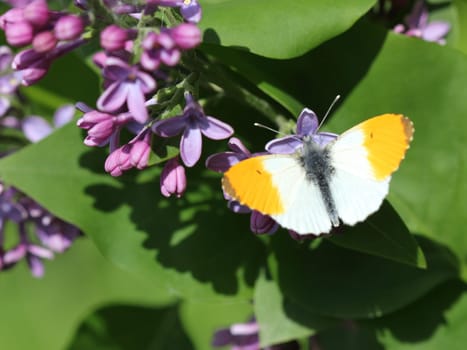 Male Aurora butterfly on lilac