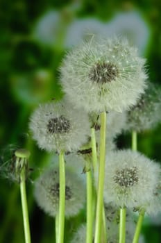 Dandelion meadow