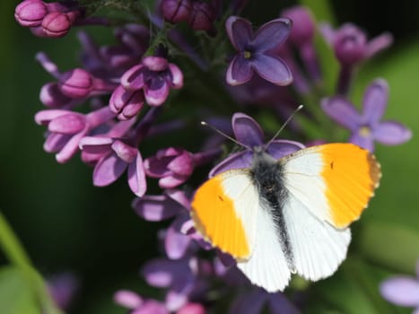 Male Aurora butterfly on lilac