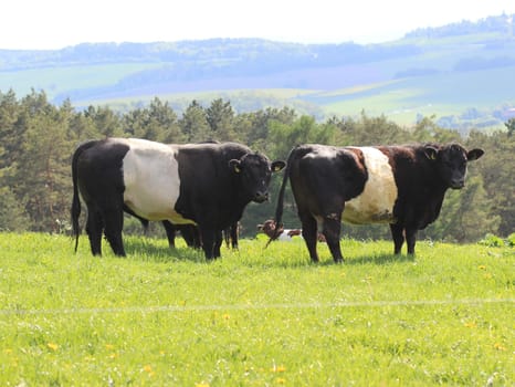 Belted Galloways on the Dörnberg