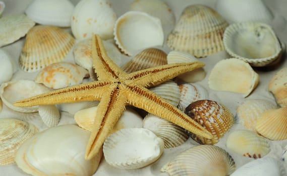 Starfish