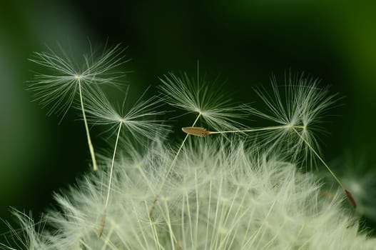 Dandelion