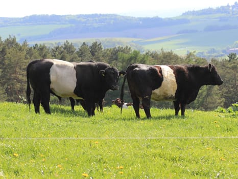 Belted Galloways on the Dörnberg