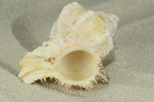 Shell