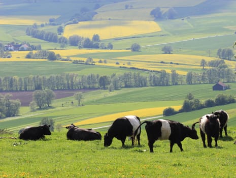 Belted Galloways on the Dörnberg