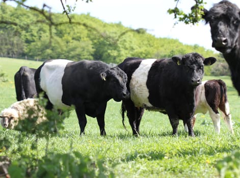Belted Galloways on the Dörnberg