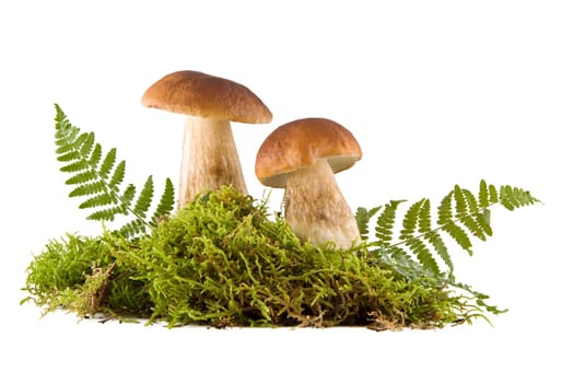 Two fresh porcini mushrooms in a green moss isolated on white