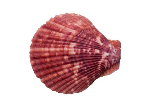 Close-up of a scallop shell against a white background