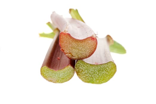 Rhubarb sticks against white background
