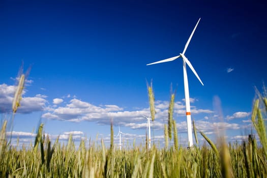Windmills in a field of rye with blue sunny sky