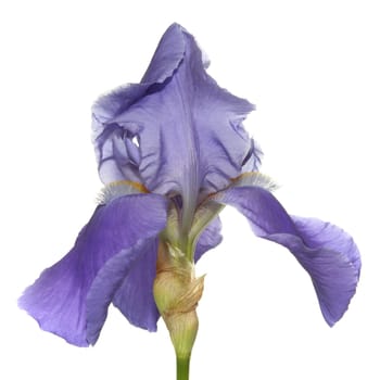 details of an iris isolated on white