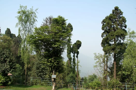 Thick and thin tress at the border between land and sky