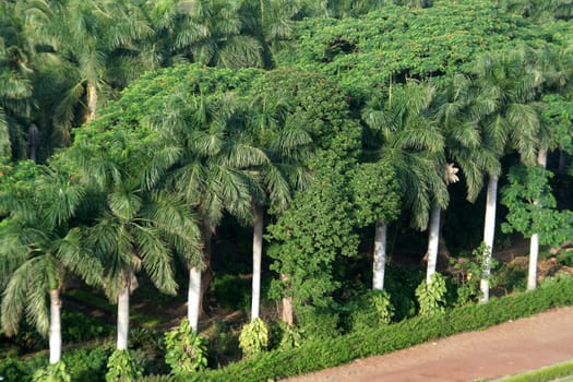 Tall trees covered with lush green foliage