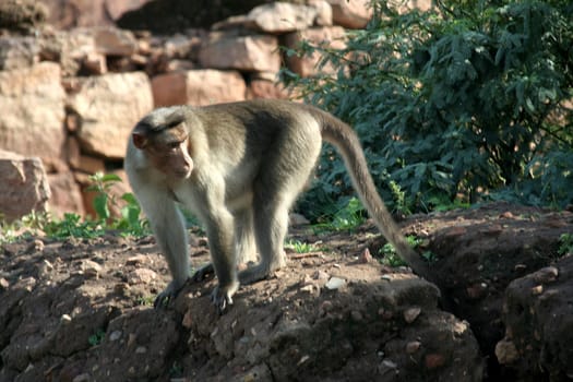 Freely moving monkey on alert looking at the intruder