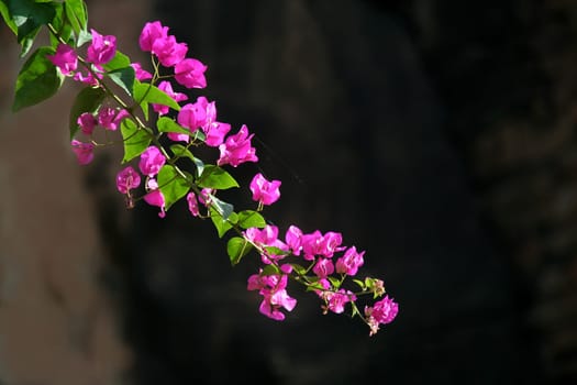 Majestic pink coloured bunch of Bougainvillea flowers