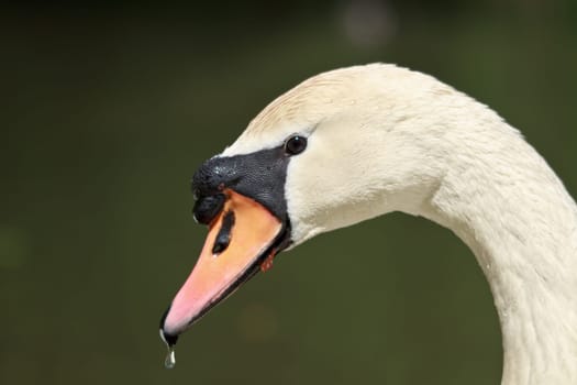 Swan