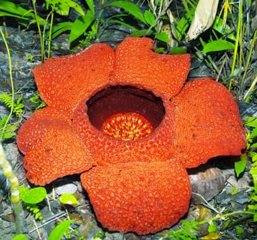 Big flower Rafflesia. Malaisia. Borneo. Sabah