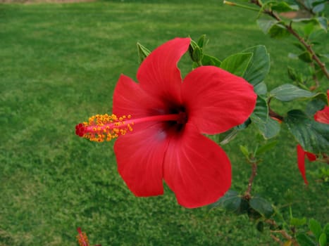 A red hibiscus flower
