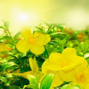 Floral background. reflection of the yellow tropical flower