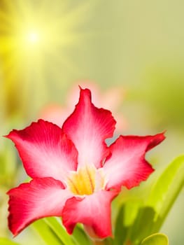 Floral background. Tropical flower Pink Adenium. Desert rose.