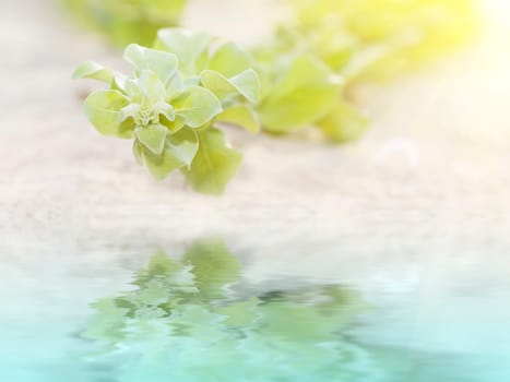 Ivy near the water. Spa concept