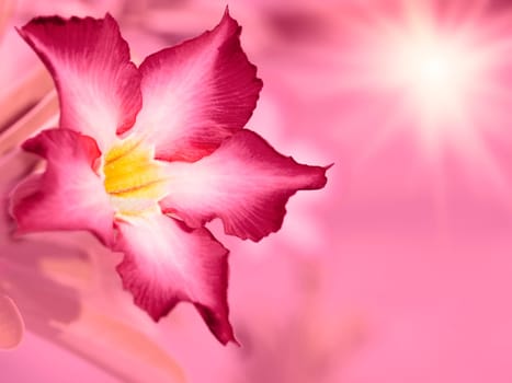 Floral background. Pink Adenium flower. Desert rose.